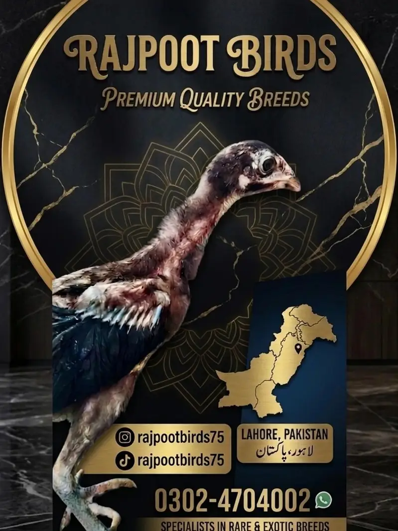 rajpoot birds quality ki phchan — photo 9