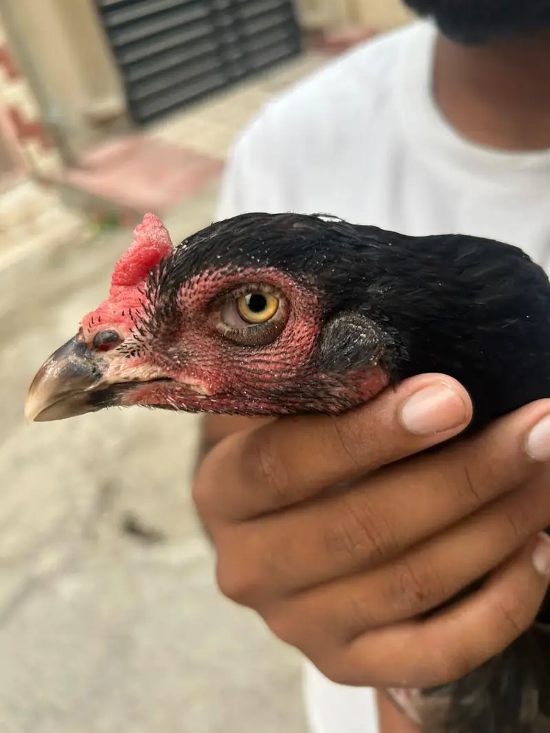 rajpoot birds quality ki phchan — photo 12