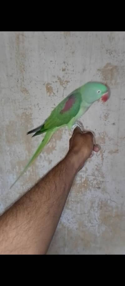hand tame talking raw fml for sale