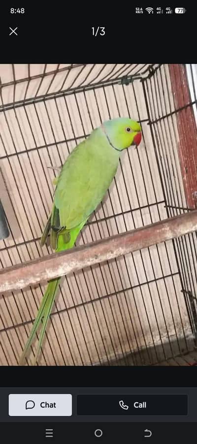 parrot for sale
