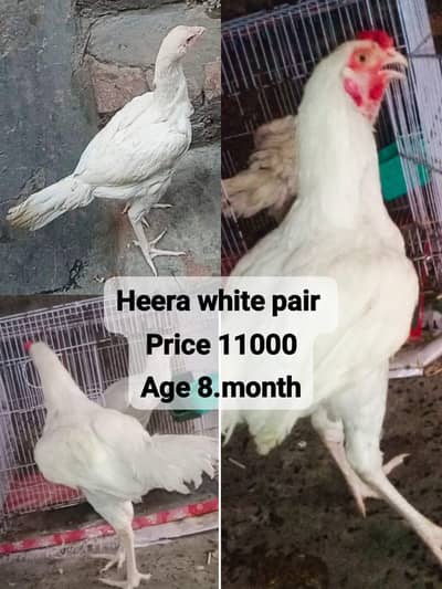 aseel heera white parmouz pair 11000  o3017104771 cal wts ap