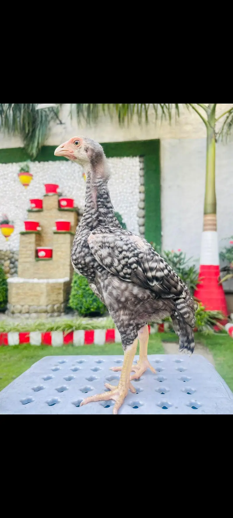 Aseel  jerman o shamo — photo 2