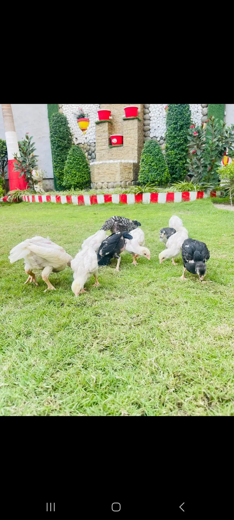 Aseel  jerman o shamo — photo 3