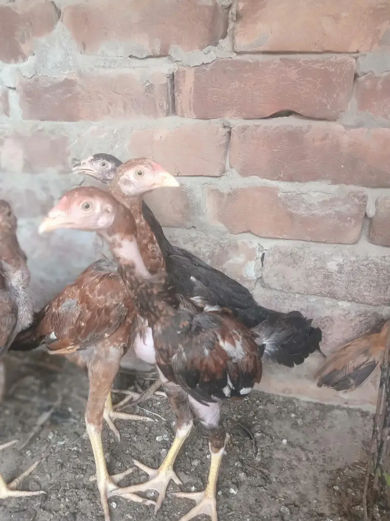 Sindhi aseel — photo 2