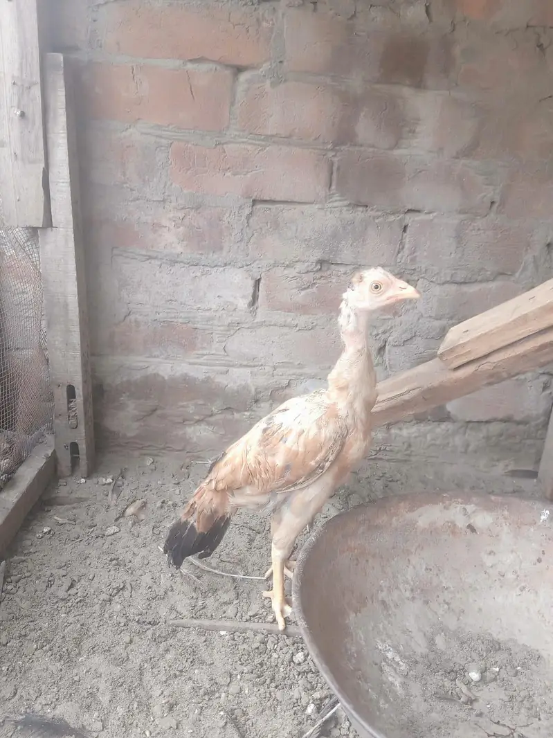 Sindhi aseel — photo 5