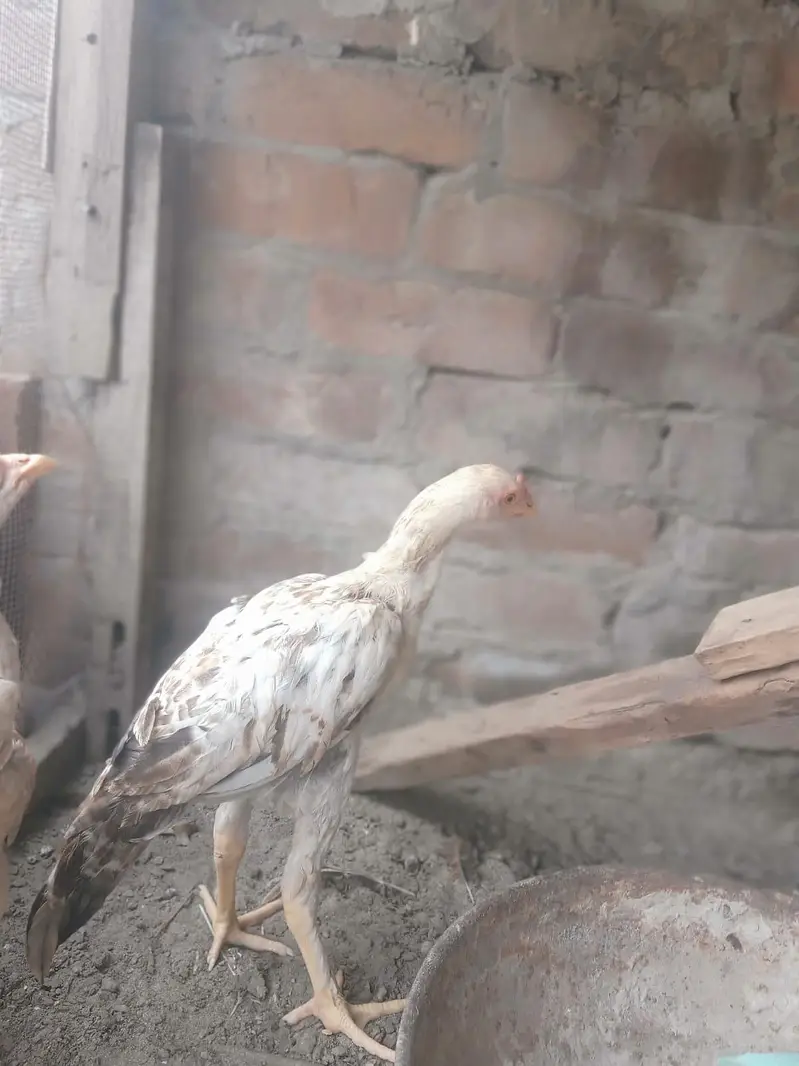 Sindhi aseel — photo 6
