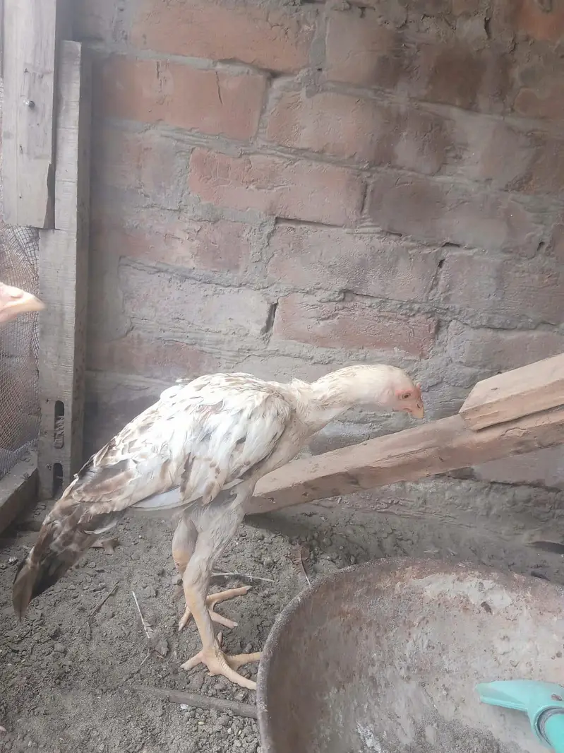 Sindhi aseel — photo 7