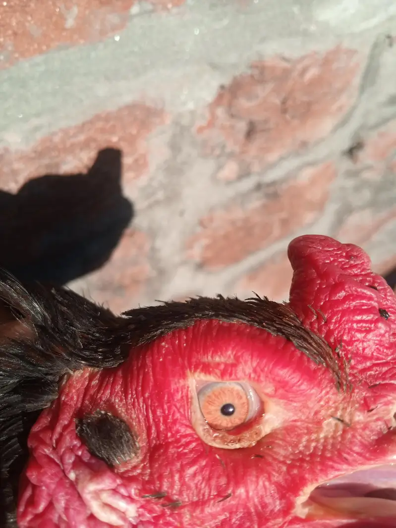 Necklocker Blood — photo 5