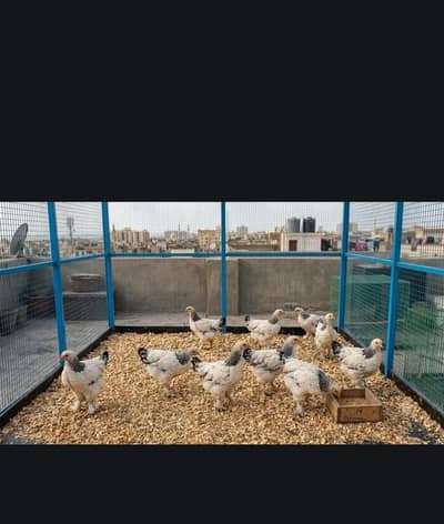 Show Quality Light and Blue Columbian Brahma Chicks (2 Months Old)