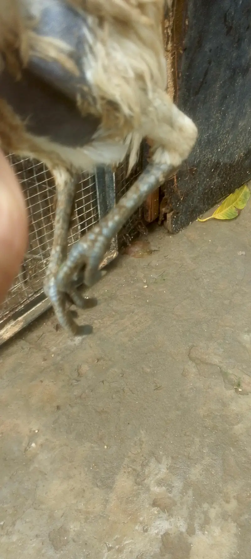 white dragon chiks — photo 3