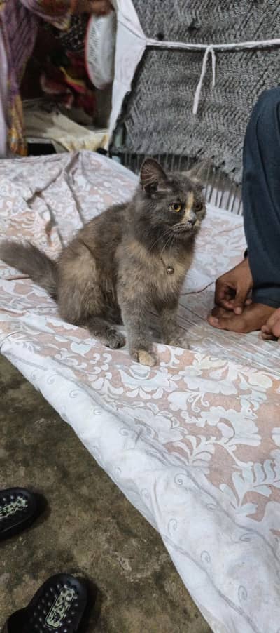 persion cat for sale