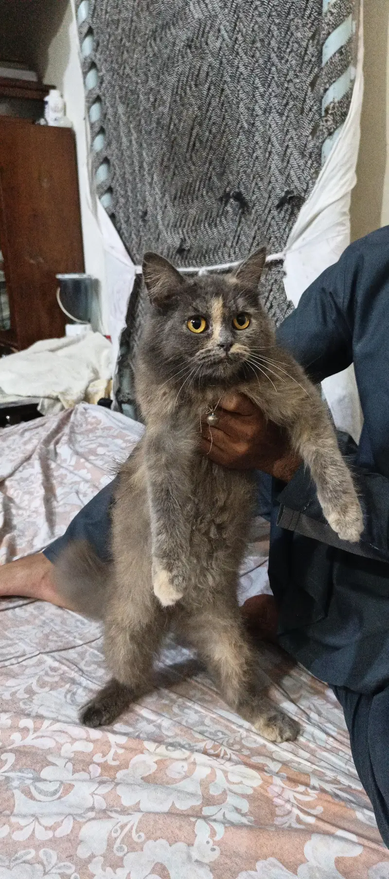 persion cat for sale — photo 2
