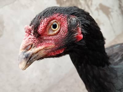 Pure Aseel Hen (Madi) For Sale - Healthy and Active