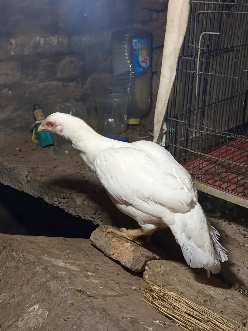 Heera Aseel Madi for Sale - Kallar Syedan — photo 2
