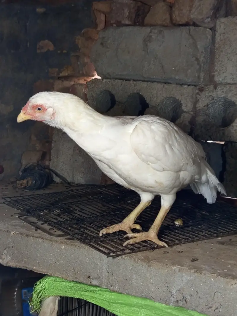 Heera Aseel Madi for Sale - Kallar Syedan — photo 3