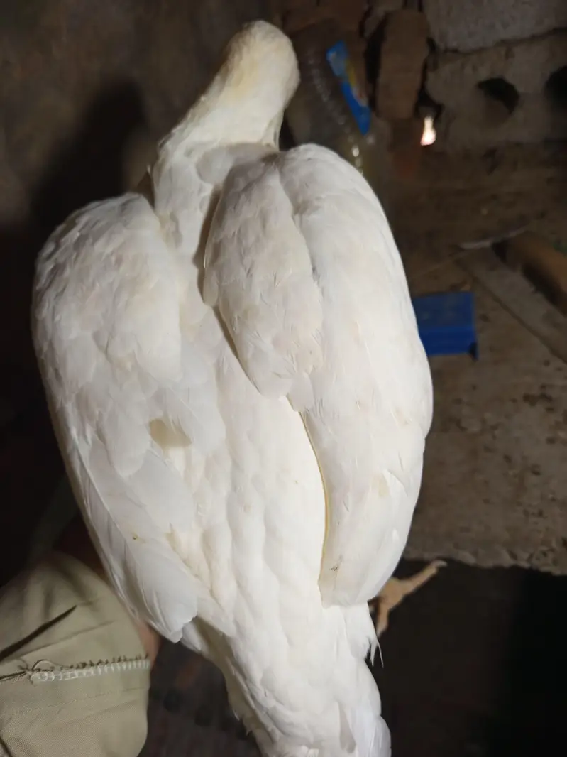 Heera Aseel Madi for Sale - Kallar Syedan — photo 4