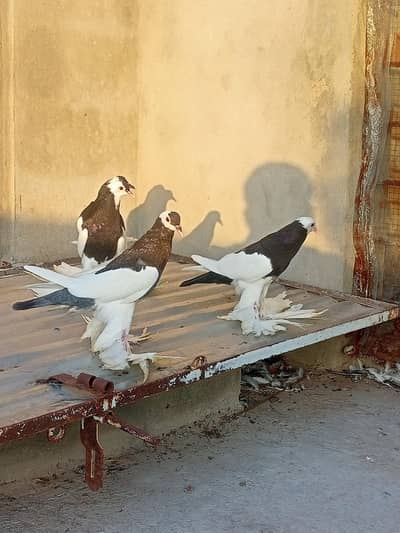 Black Magpai Reverse breeder chicks for Sale