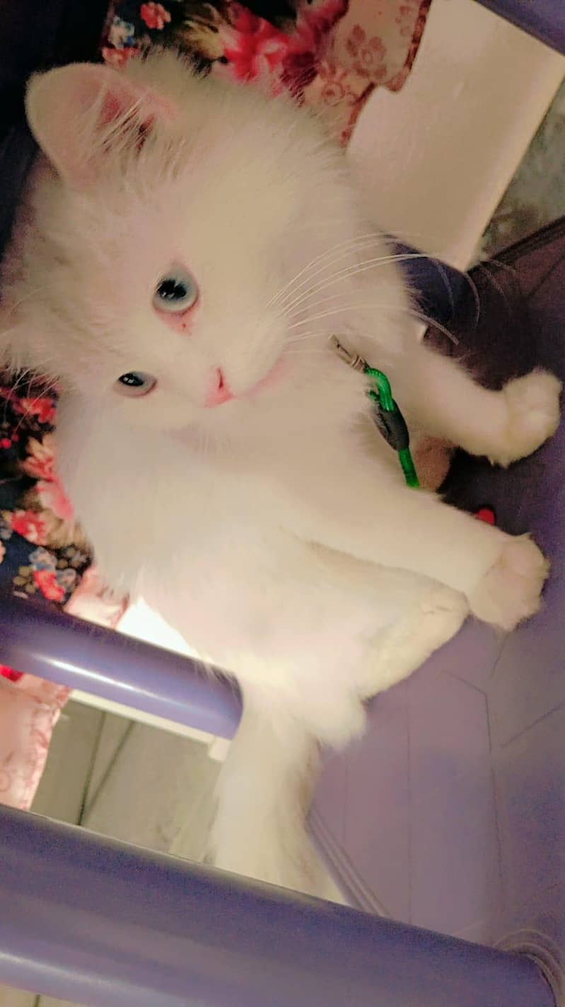 Persian cat 0