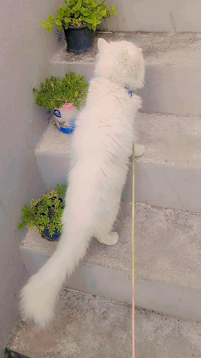 Persian cat 1
