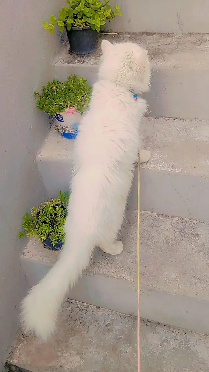 Persian cat — photo 2