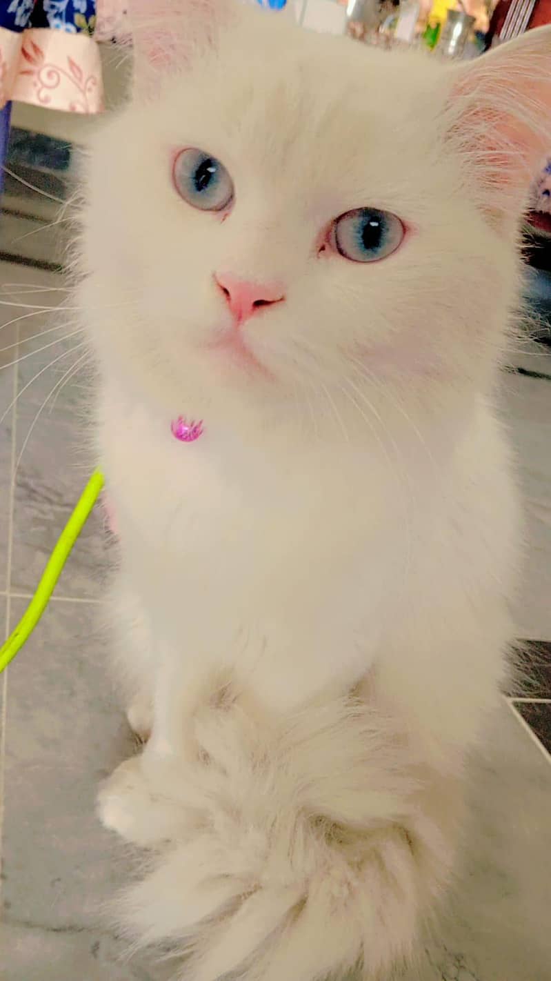 Persian cat 2