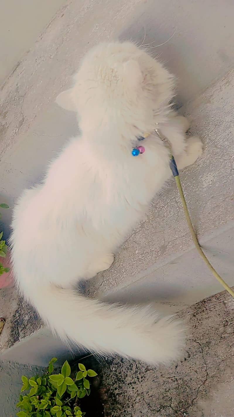 Persian cat 3