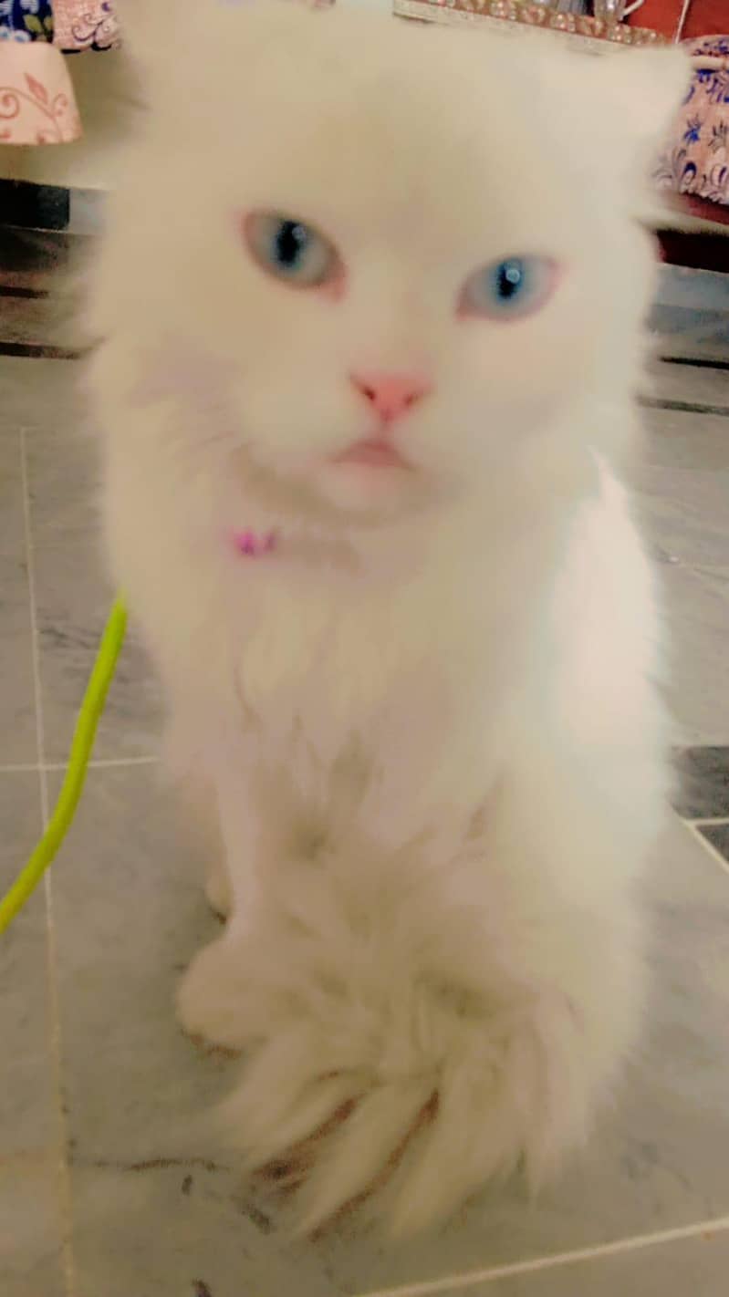 Persian cat 4
