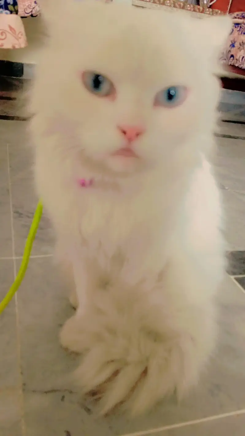 Persian cat — photo 5