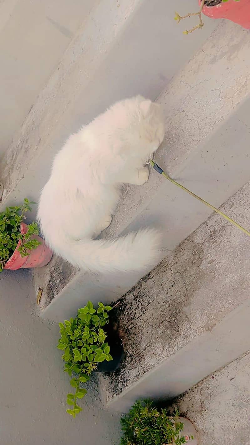 Persian cat 5