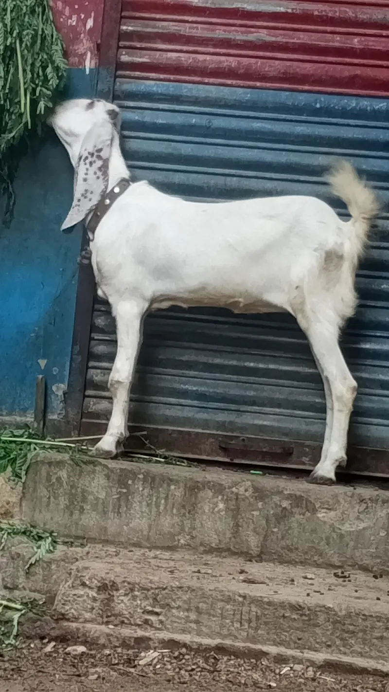 1 male or 1 female — photo 3