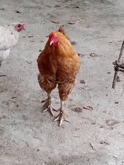 Rooster