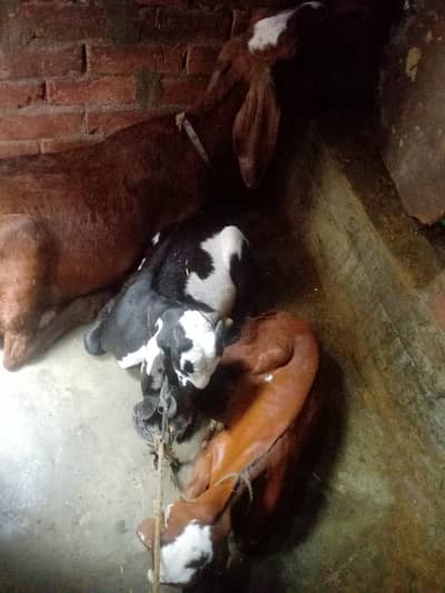 A GOAT AND HIS CHILDERN