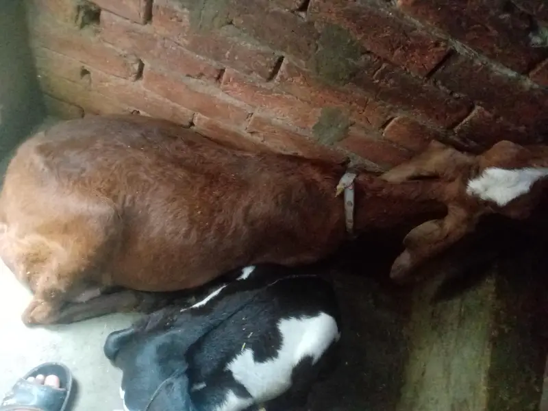 A GOAT AND HIS CHILDERN — photo 2