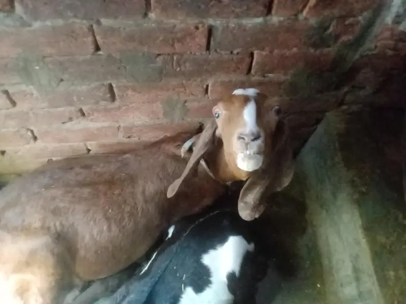 A GOAT AND HIS CHILDERN — photo 3