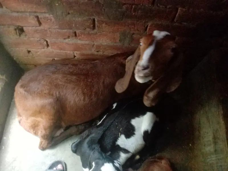 A GOAT AND HIS CHILDERN — photo 4
