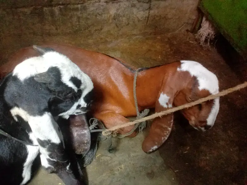 A GOAT AND HIS CHILDERN — photo 5