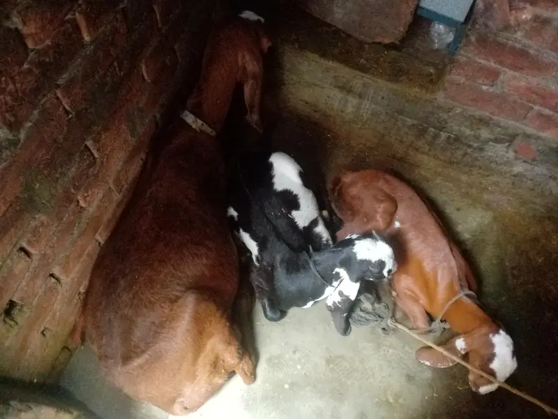 A GOAT AND HIS CHILDERN — photo 6
