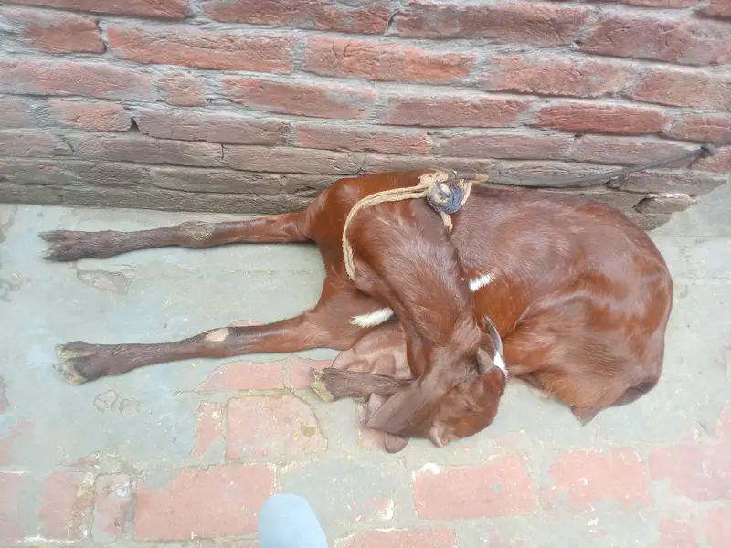 A GOAT AND HIS CHILDERN — photo 7