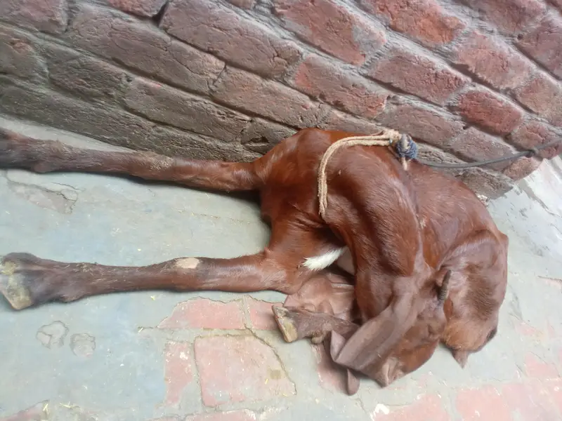 A GOAT AND HIS CHILDERN — photo 8