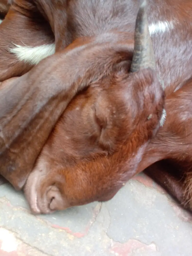 A GOAT AND HIS CHILDERN — photo 9