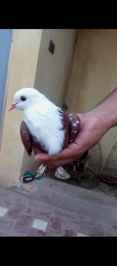 karbalai male for urgent sale