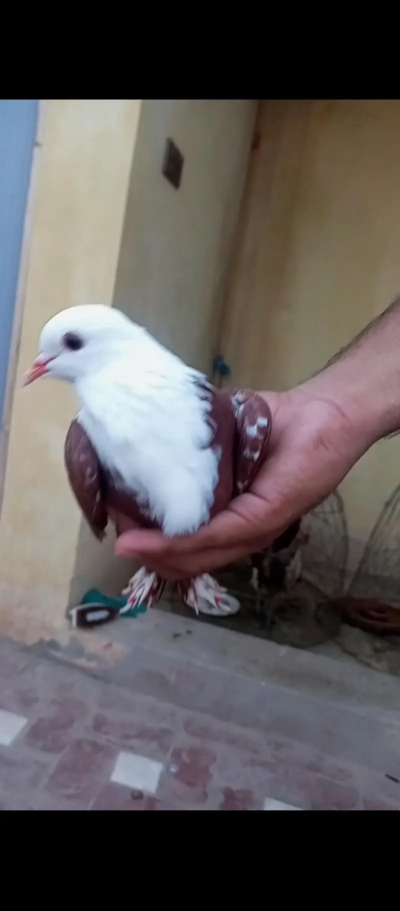 karbalai male for urgent sale — photo 4