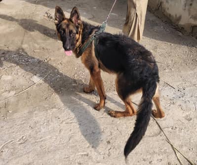 German shepherd double coat