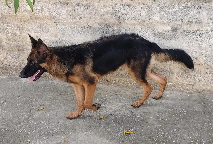 German shepherd double coat — photo 2
