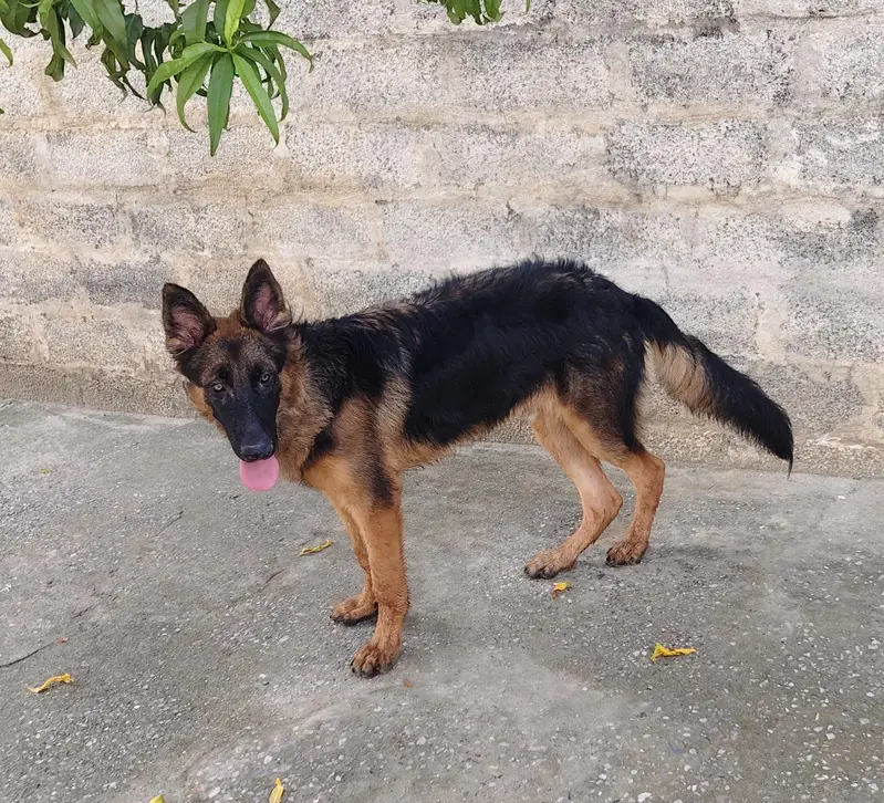 German shepherd double coat — photo 3
