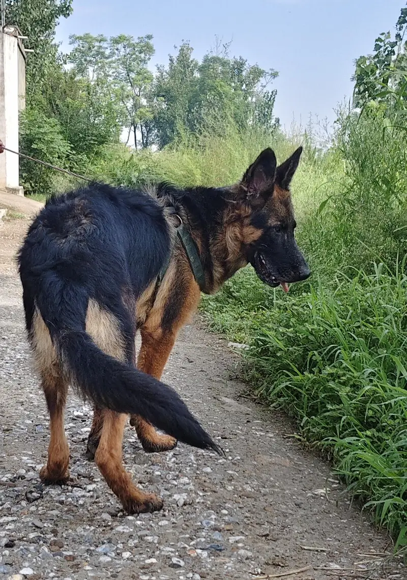 German shepherd double coat — photo 4