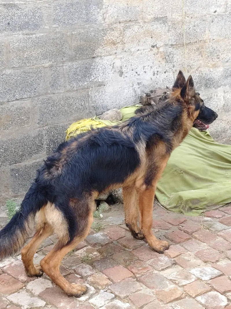 German shepherd double coat — photo 5