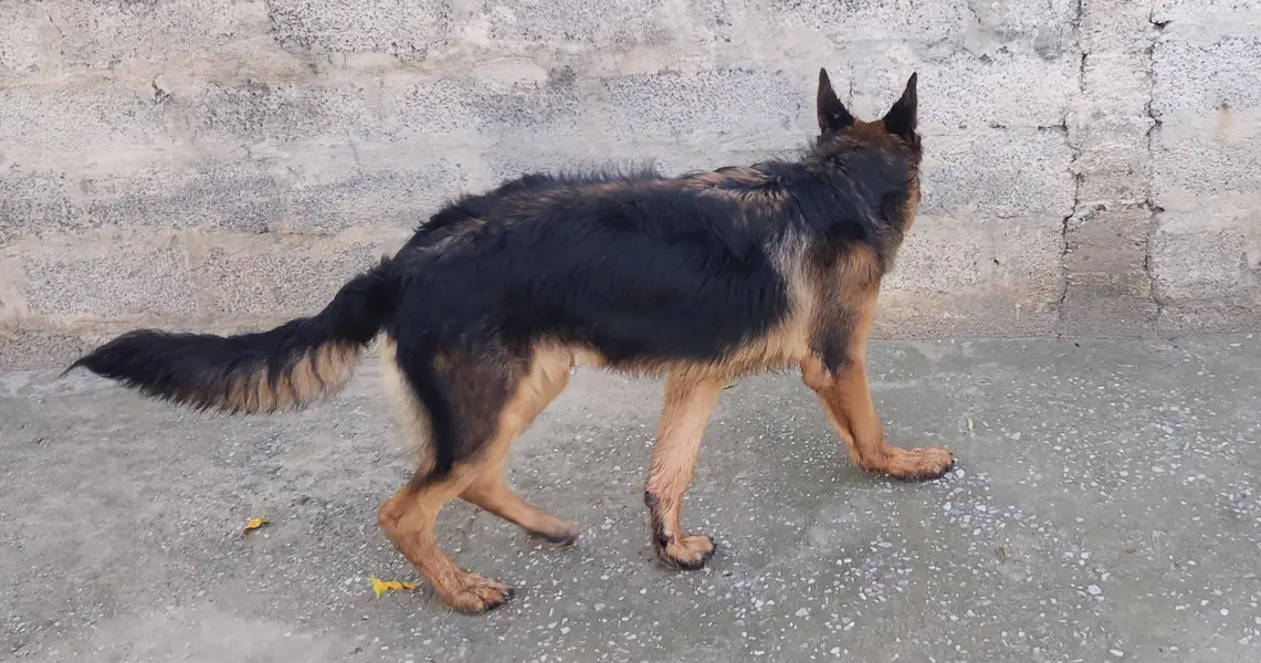 German shepherd double coat — photo 6