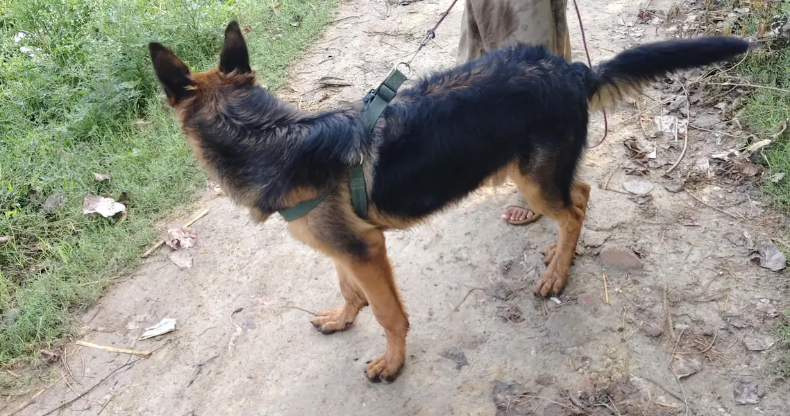 German shepherd double coat — photo 7