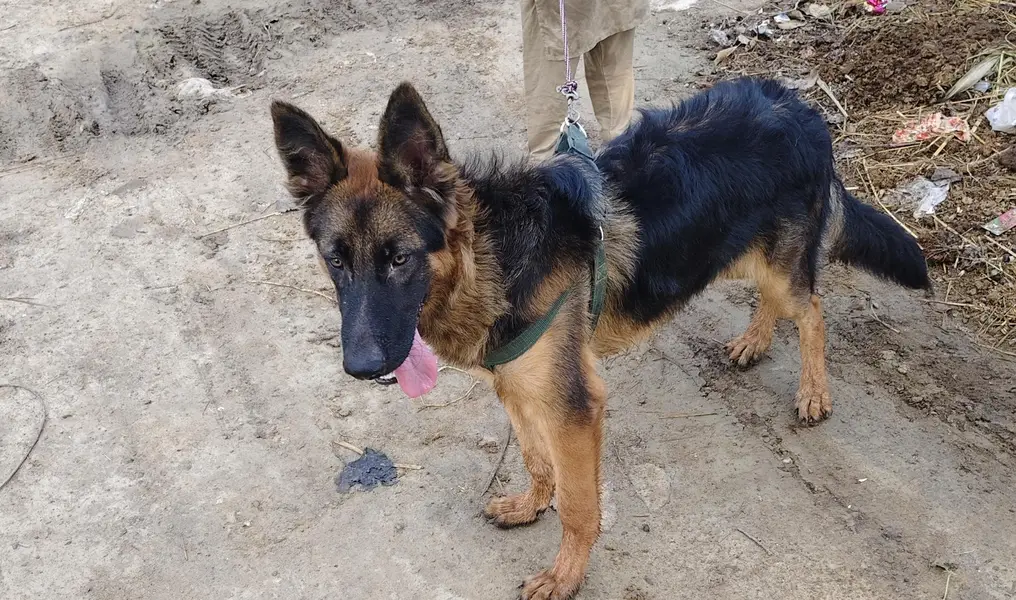 German shepherd double coat — photo 8